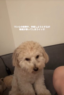 喧嘩仲裁中に眠くなるワンコ4