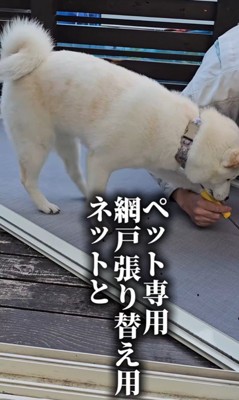 網戸に犬用出入り口を作ったら2