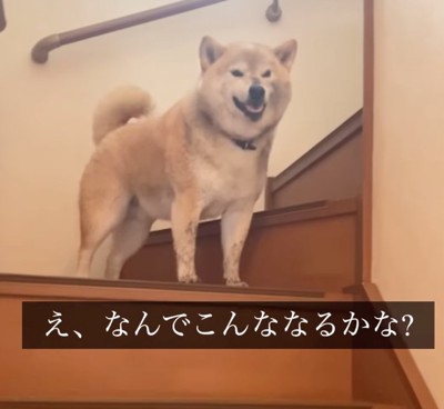 ニンマリと笑う柴犬