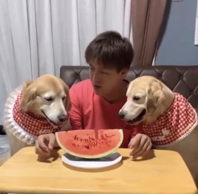 テーブル前に並ぶ犬と人