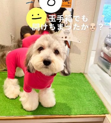 カメラ目線のこりきくん