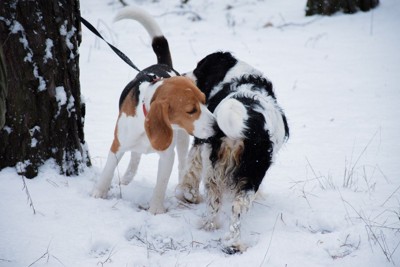 ニオイを嗅ぎ合う犬