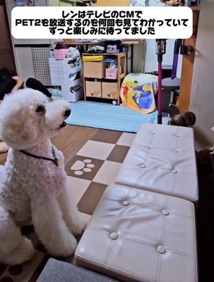 テレビ前でお座りして画面を見つめる犬