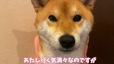諦めていないご様子