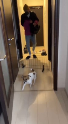 帰宅した男性を見てしっぽを振る犬