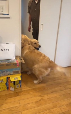 部屋の中に入ってくる犬