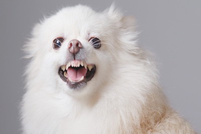 絶妙な表情の犬
