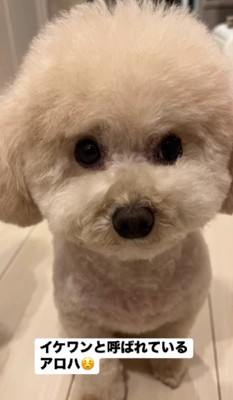 捨てられた繫殖犬でした