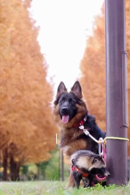 遠くを見つめる犬