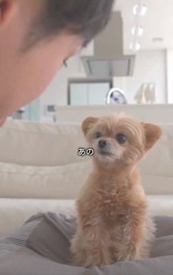 チワプーのあのちゃん