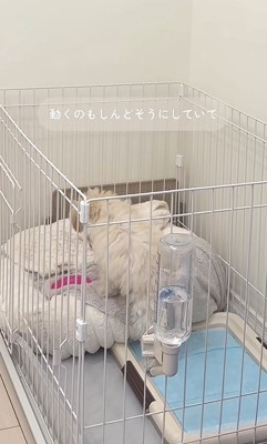 注射後のぱうちゃん3