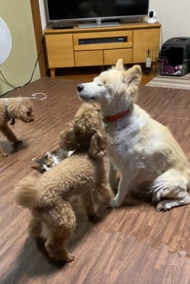 モップさんのまわりに集まる犬と猫