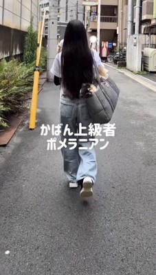 バッグに入って運ばれる犬