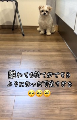 待て中の小型犬