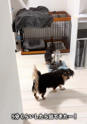 お部屋に出てきた子犬