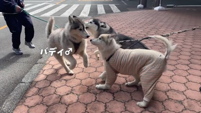 バディくんも参加！