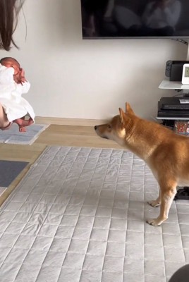 匂いを嗅ぐ小次郎くん