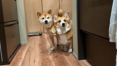 ハルちゃんもきました