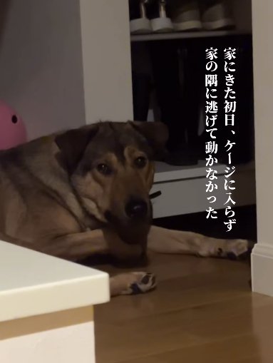 暗い部屋の隅で緊張した顔の大型犬