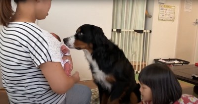 抱っこされている新生児の匂いを嗅ぐ犬と近くにいる幼児