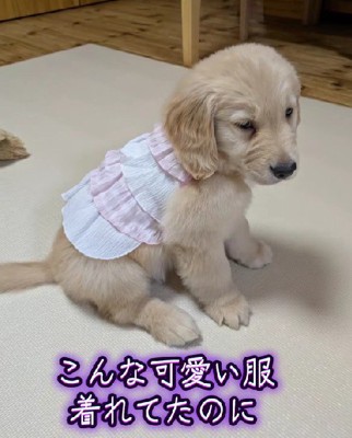 ゴールデンレトリバーのいぶきちゃん