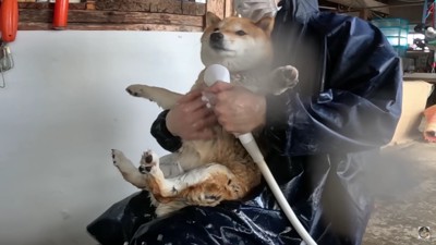 愛犬をシャンプー