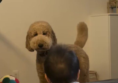 部屋の隅に立つ犬