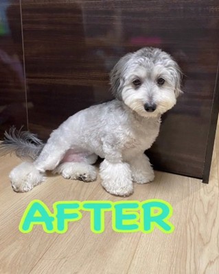 毛色が白いこりきくん