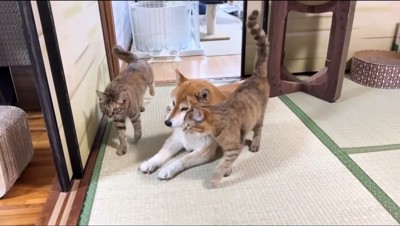 犬の傍を通る2匹の猫