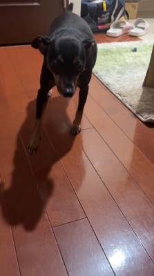 恐る恐る飼い主に近づく犬