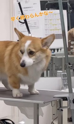 飼い主さんを発見したうにちゃん4