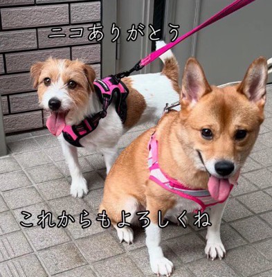 笑顔でカメラを見つめる2頭の犬