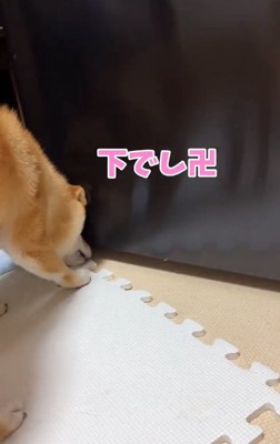 おもちゃの場所を教えるはなちゃん
