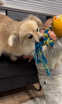 とと君と赤ちゃん⑩