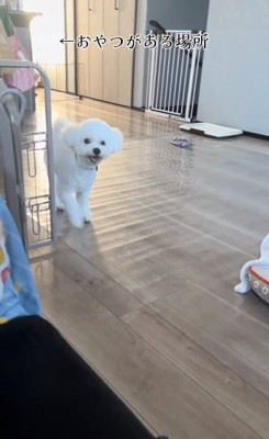 おやつの場所を教えるポテトくん