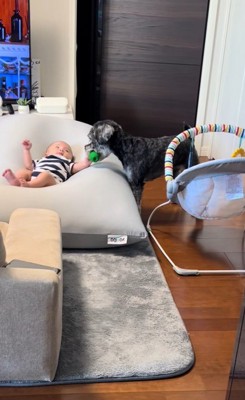 赤ちゃんを遊びに誘うらんちゃん5