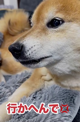 「散歩なんて行かない！！」