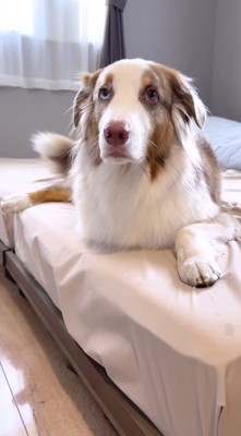 ベッドの上に座って飼い主を見上げるオーストラリアン・シェパード