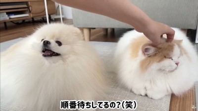 ポテチくんとレモンさんの再会2