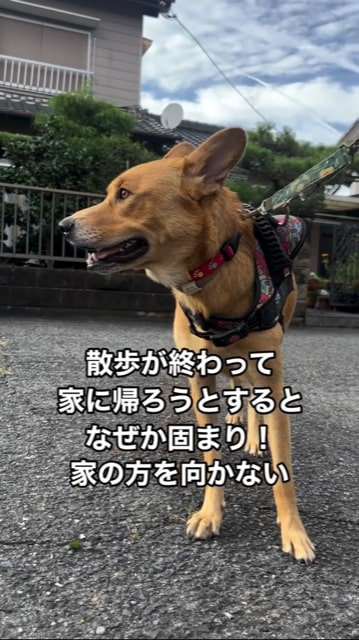 そっぽを向く犬