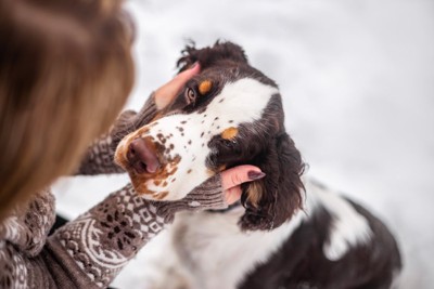 撫でられる犬