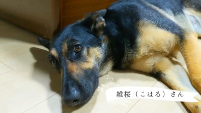 「ベッドに上がりな」と声を掛けたら…？