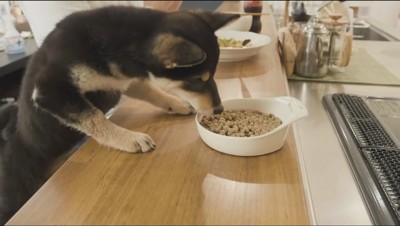 机に皿を並べてご飯を食べる犬と飼い主