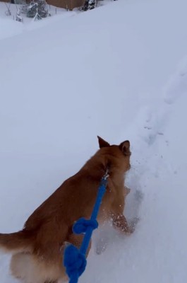 猛ダッシュするリキくん