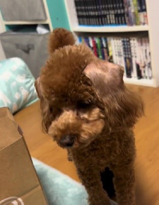 思っていたのと違う