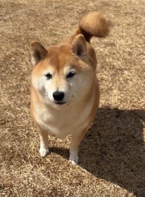 飼い主をジッと見つめる犬