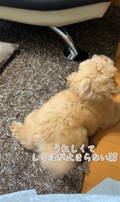 ちゃこたろう君と祖父母の初対面⑩