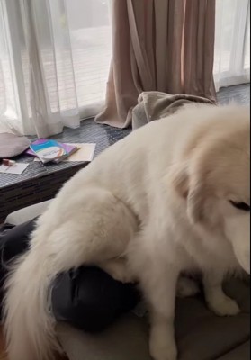 グレートピレニーズのムギちゃん