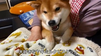 ビスケットをたべるゆきちゃん