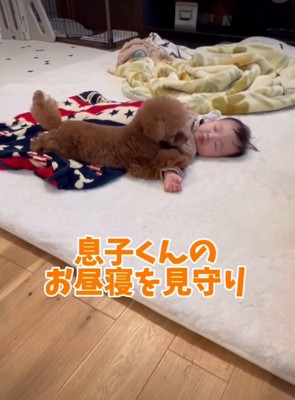 寝ている赤ちゃんと犬1
